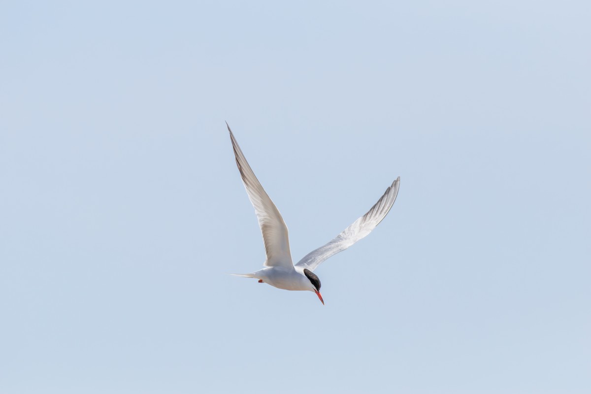 Common Tern - ML622814066