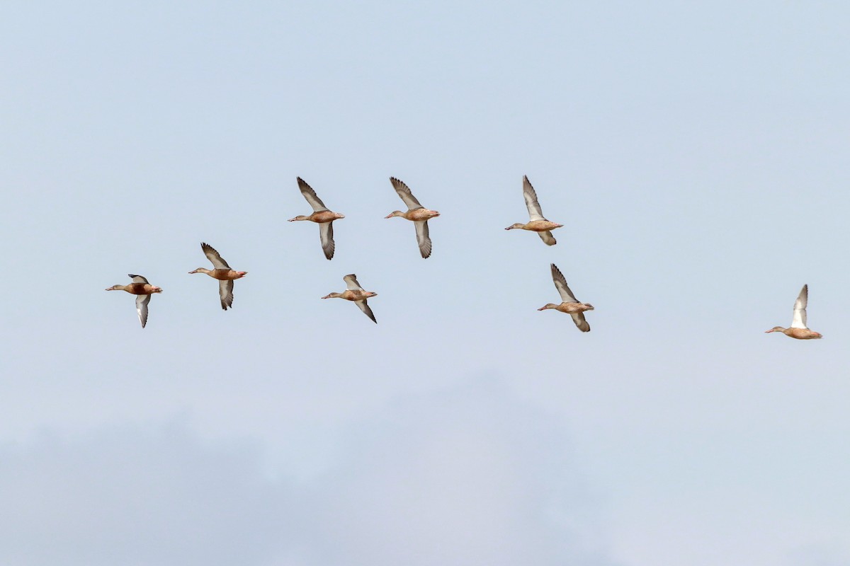 Northern Shoveler - ML622814067