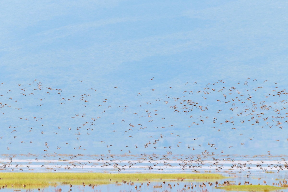 Northern Shoveler - Jonathan Vargas