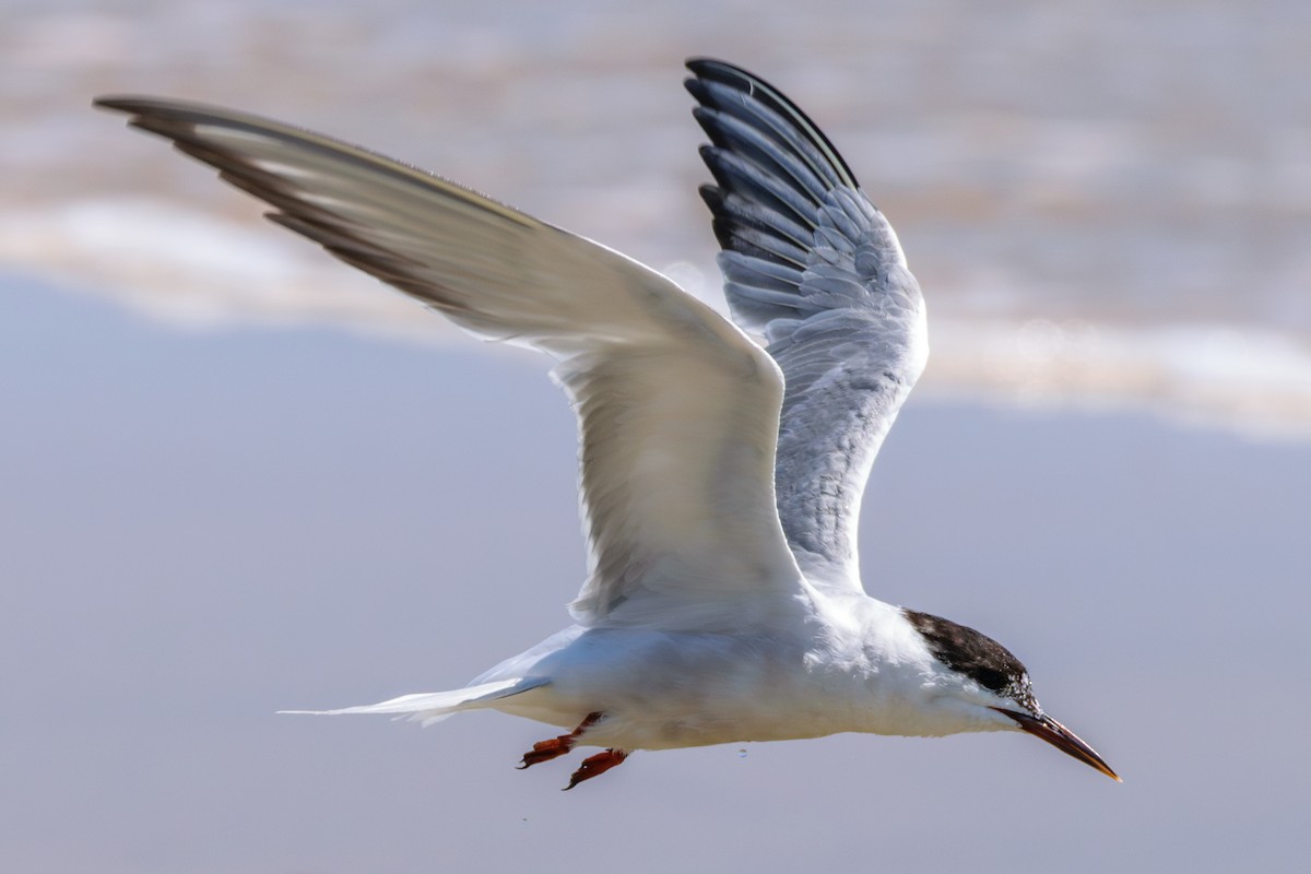 Common Tern - ML622814084