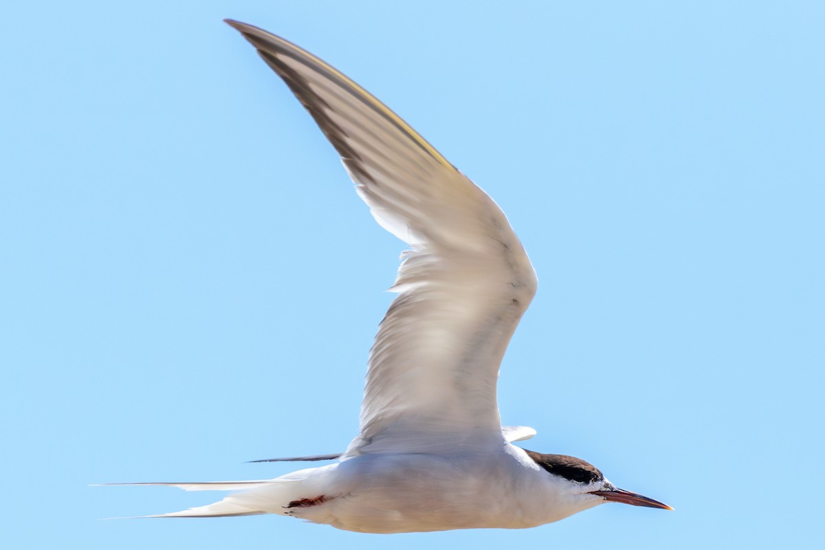 Common Tern - ML622814085