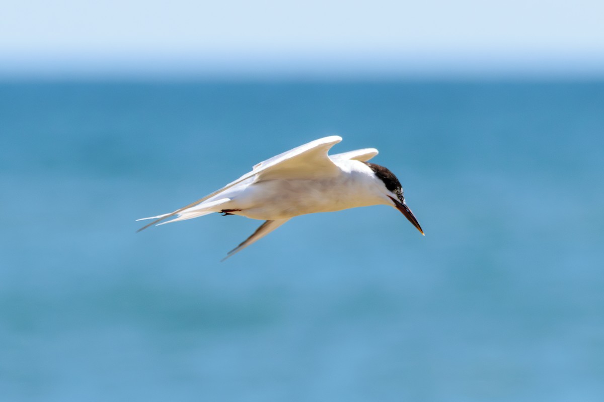 Common Tern - ML622814086