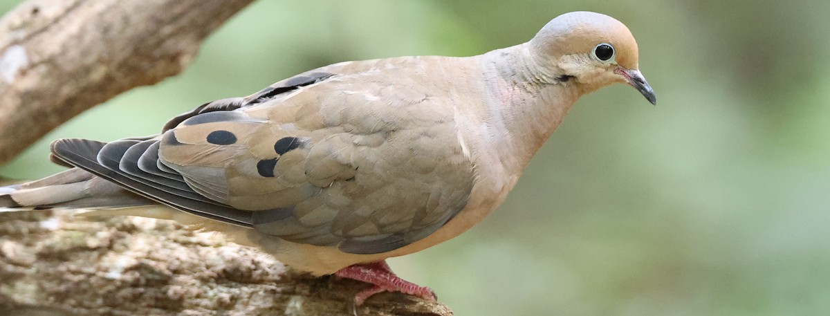 Mourning Dove - Duane Yarbrough