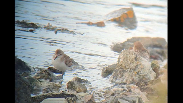 Semipalmated Sandpiper - ML622814161