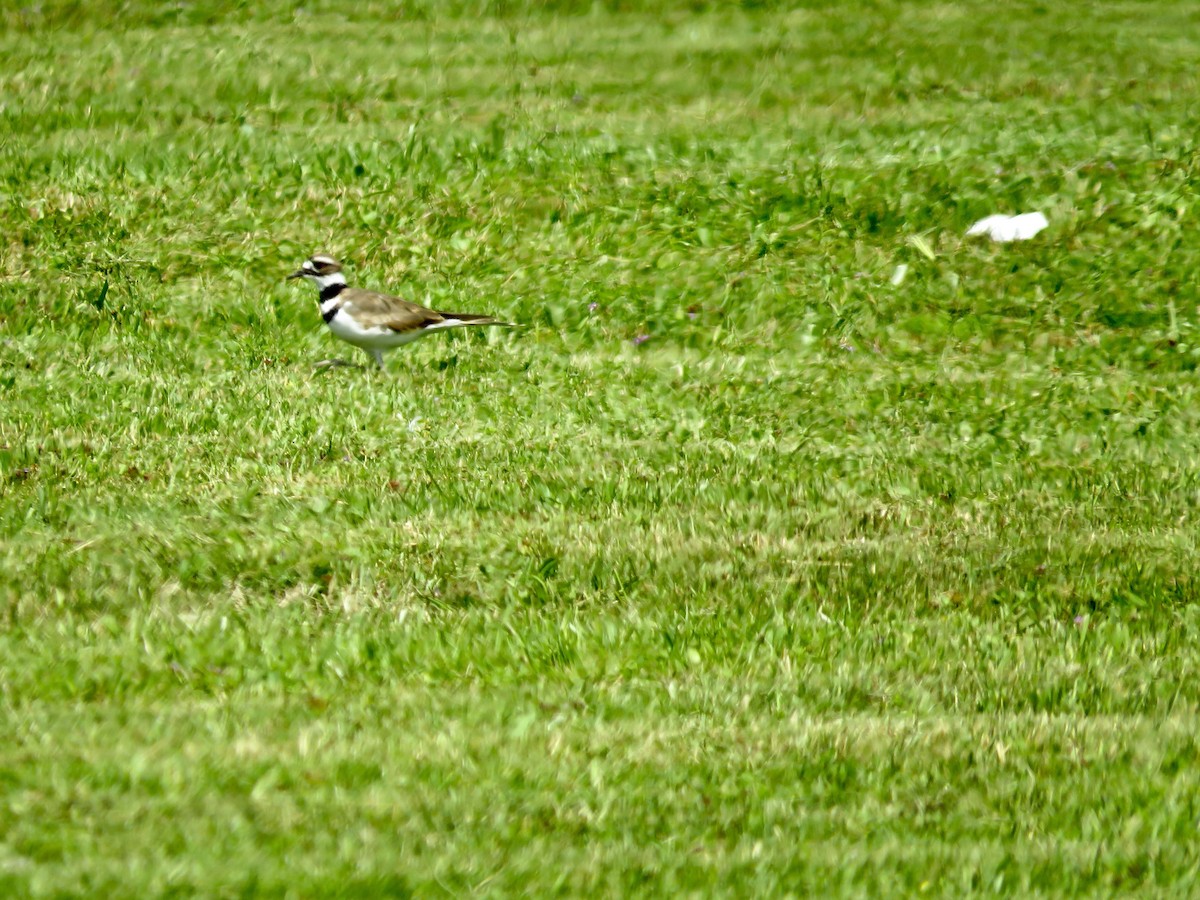 Killdeer - scott baldinger