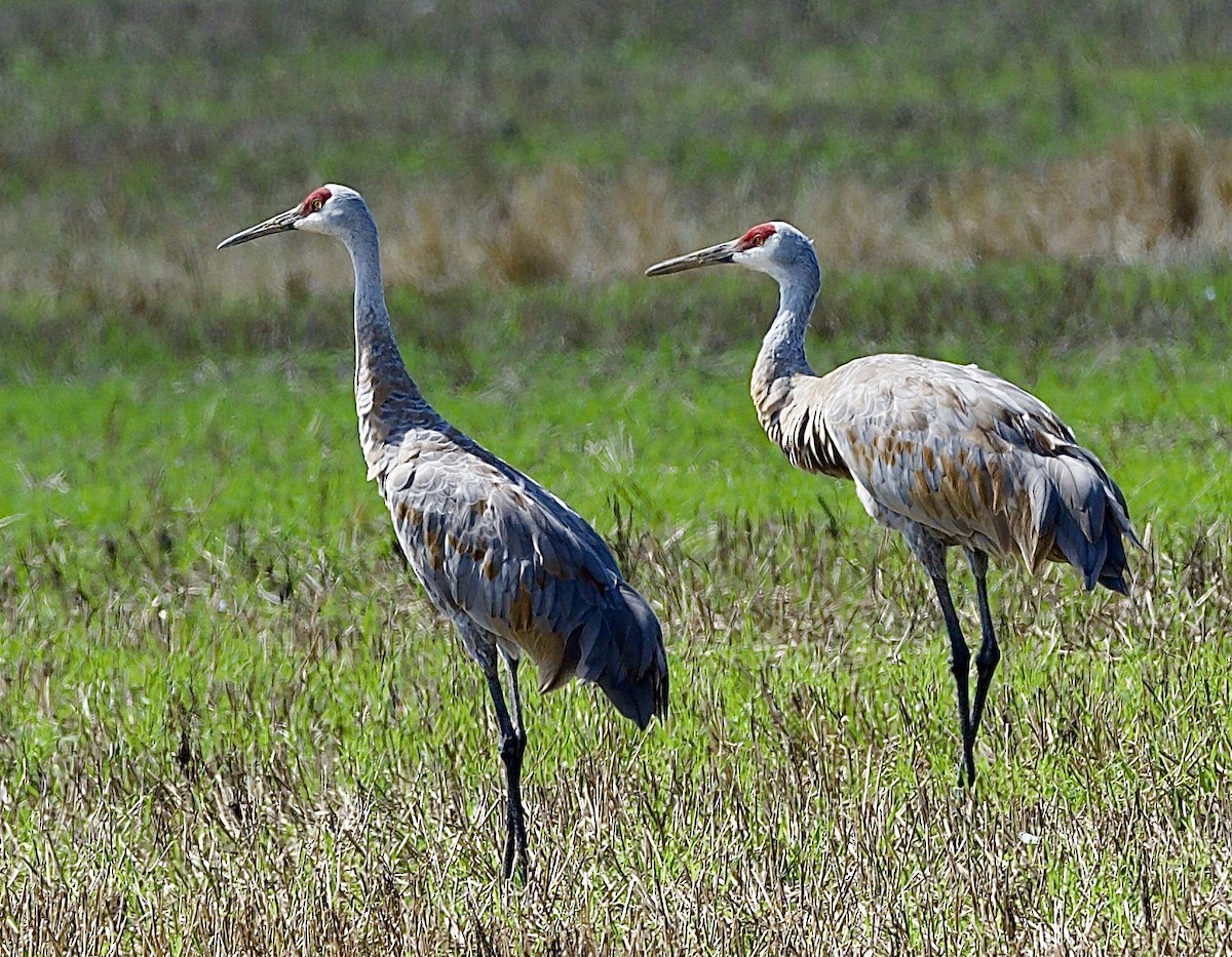 Sandhill Crane - Celeste Morien