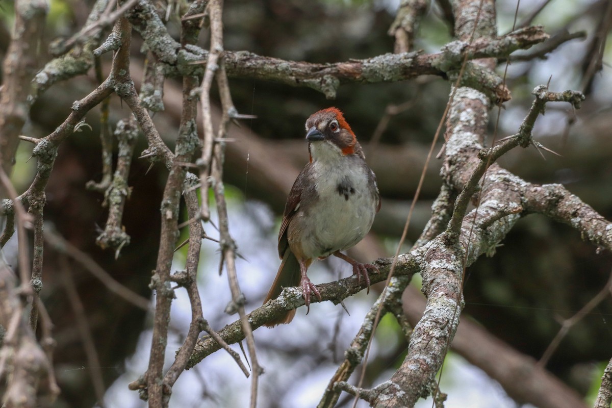 Rusty-crowned Ground-Sparrow - ML622814253