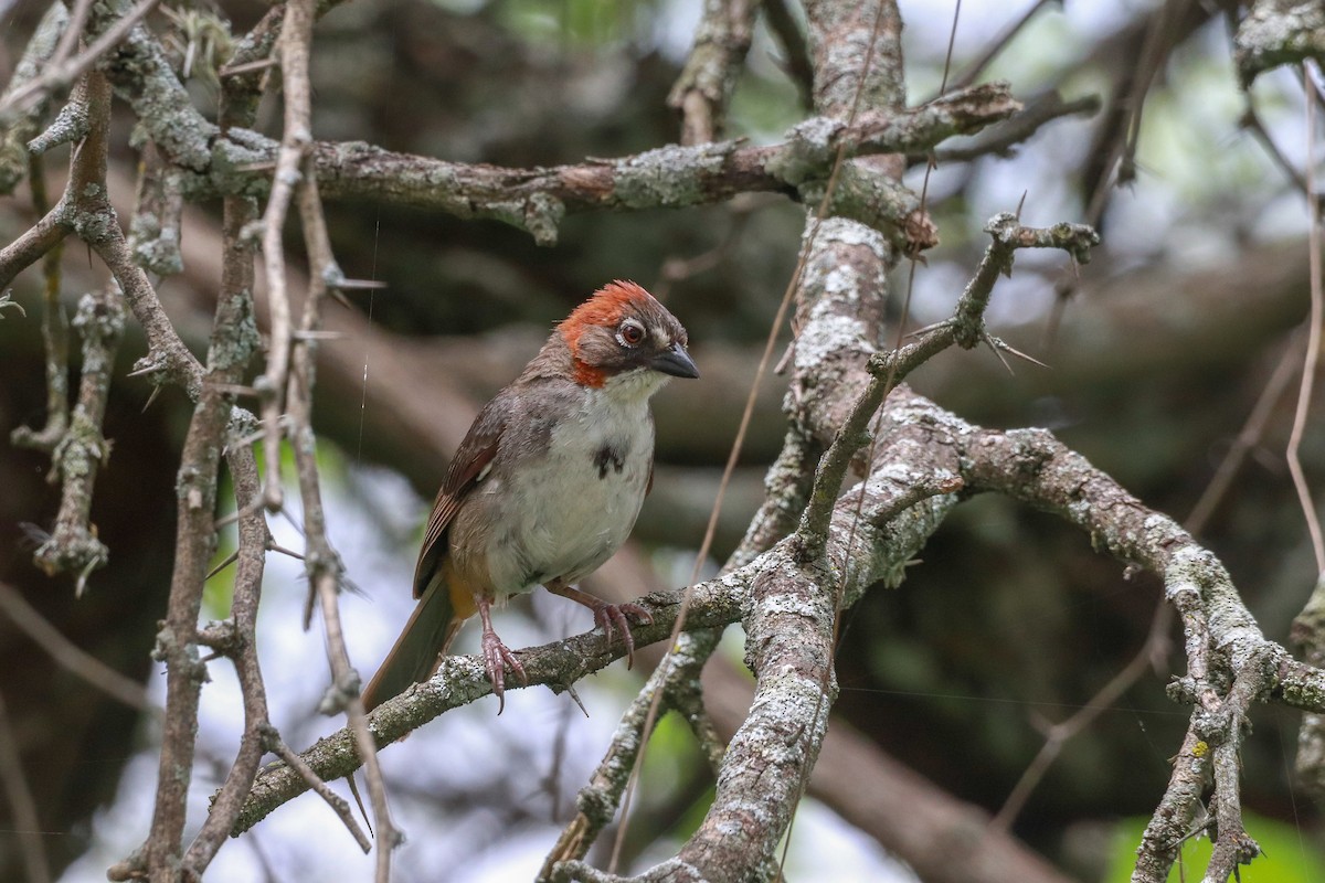 Rusty-crowned Ground-Sparrow - ML622814254