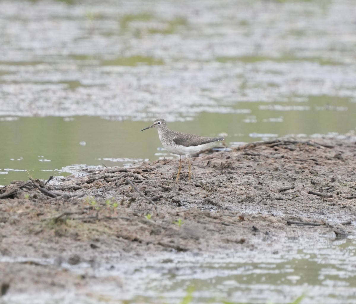 Solitary Sandpiper - ML622814423