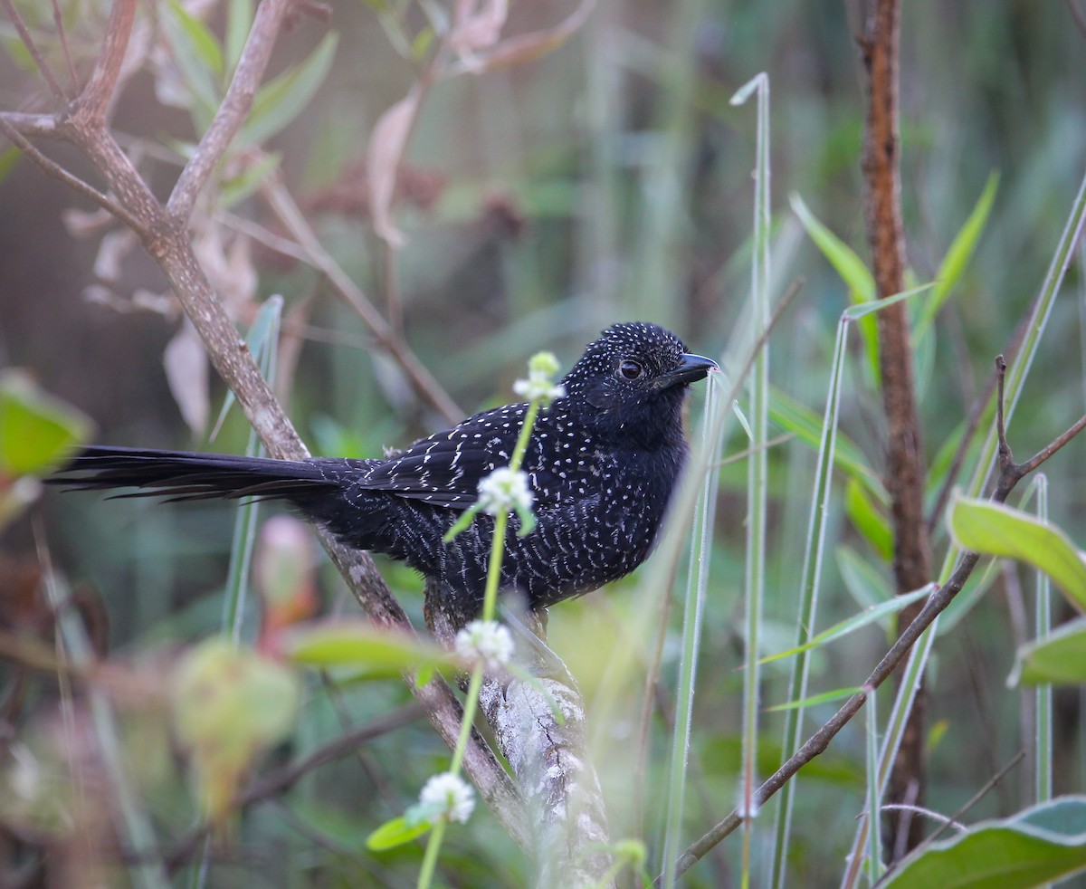 Large-tailed Antshrike - ML622814467