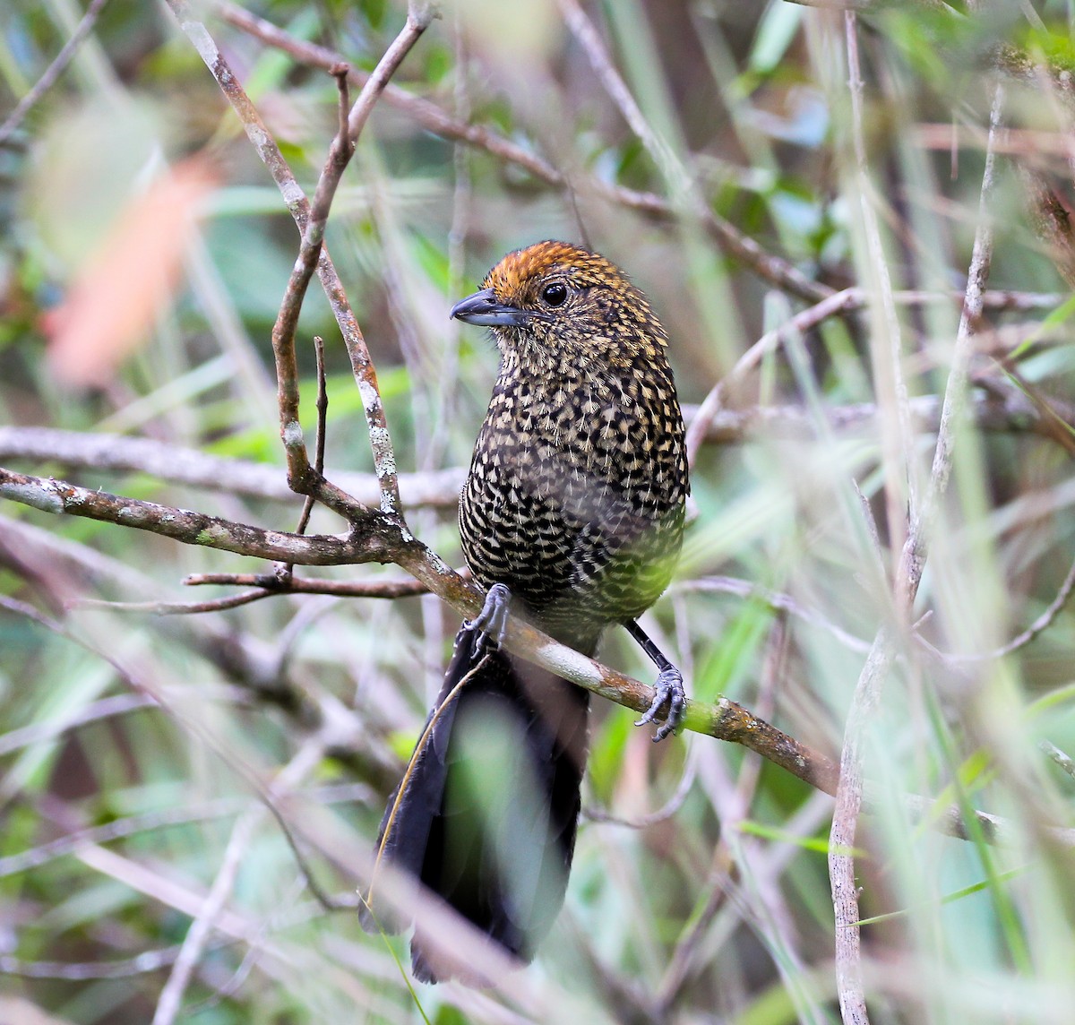 Large-tailed Antshrike - ML622814469