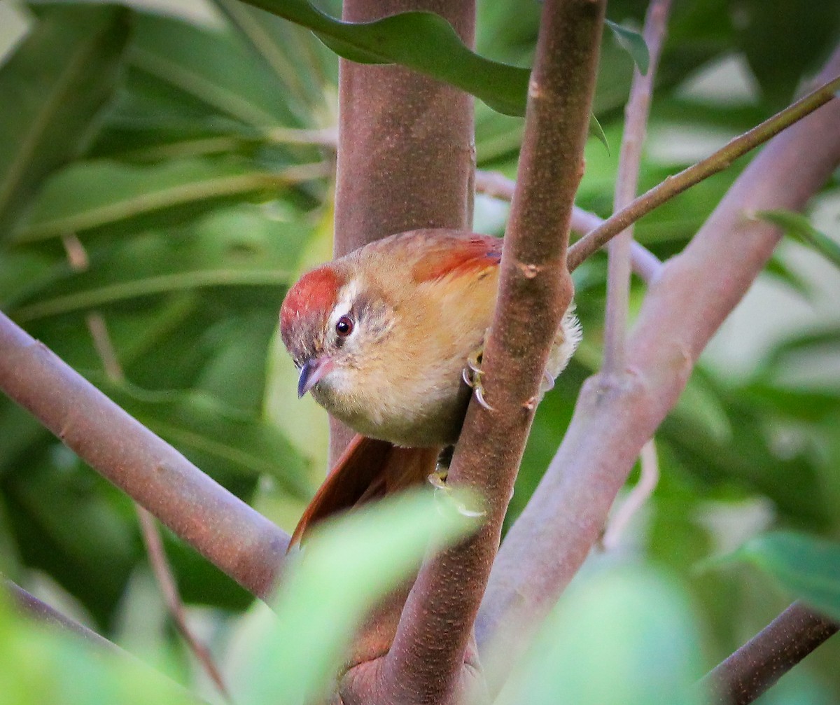 Pallid Spinetail - ML622814480