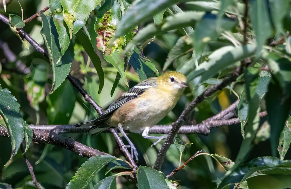 Bay-breasted Warbler - Pam Gilmore