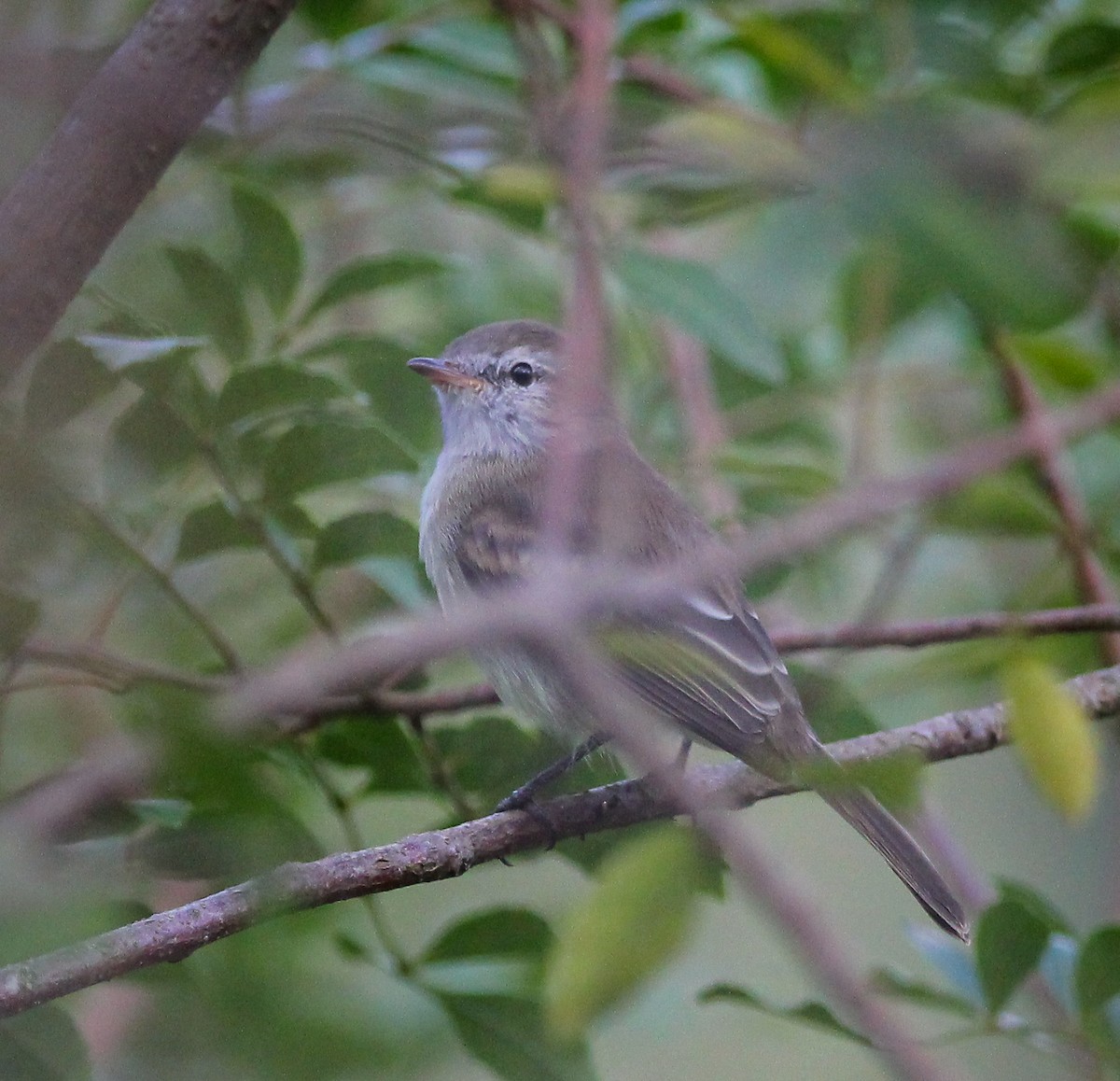 Southern Mouse-colored Tyrannulet - ML622814488