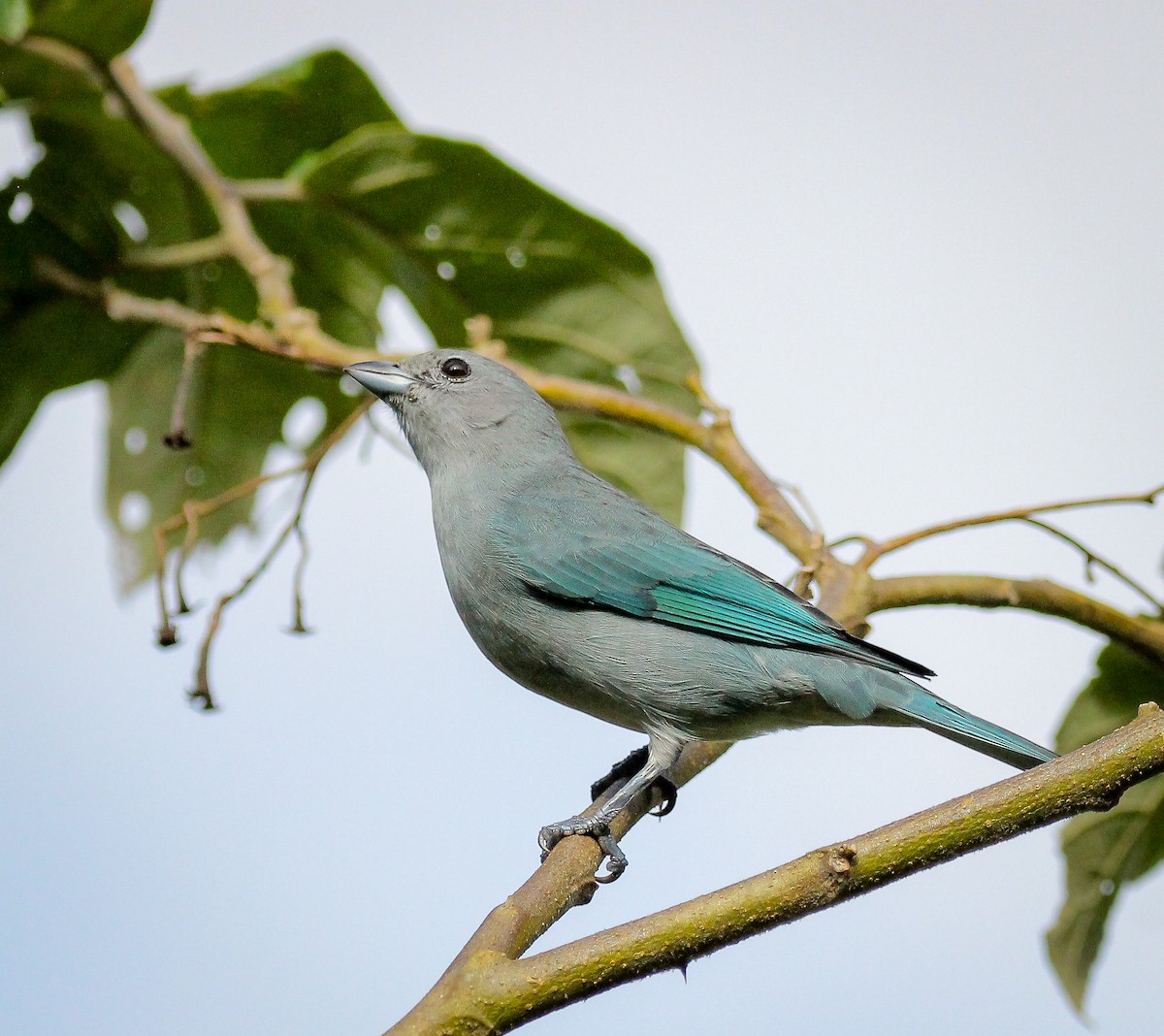 Sayaca Tanager - ML622814491