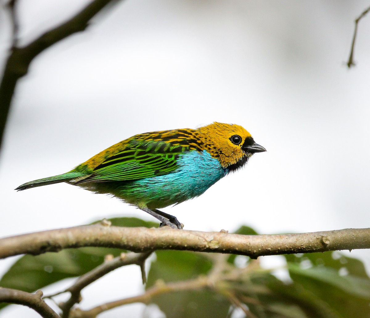 Gilt-edged Tanager - ML622814496