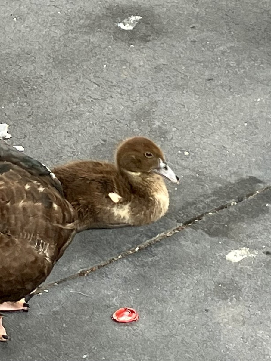 Muscovy Duck (Domestic type) - ML622814544