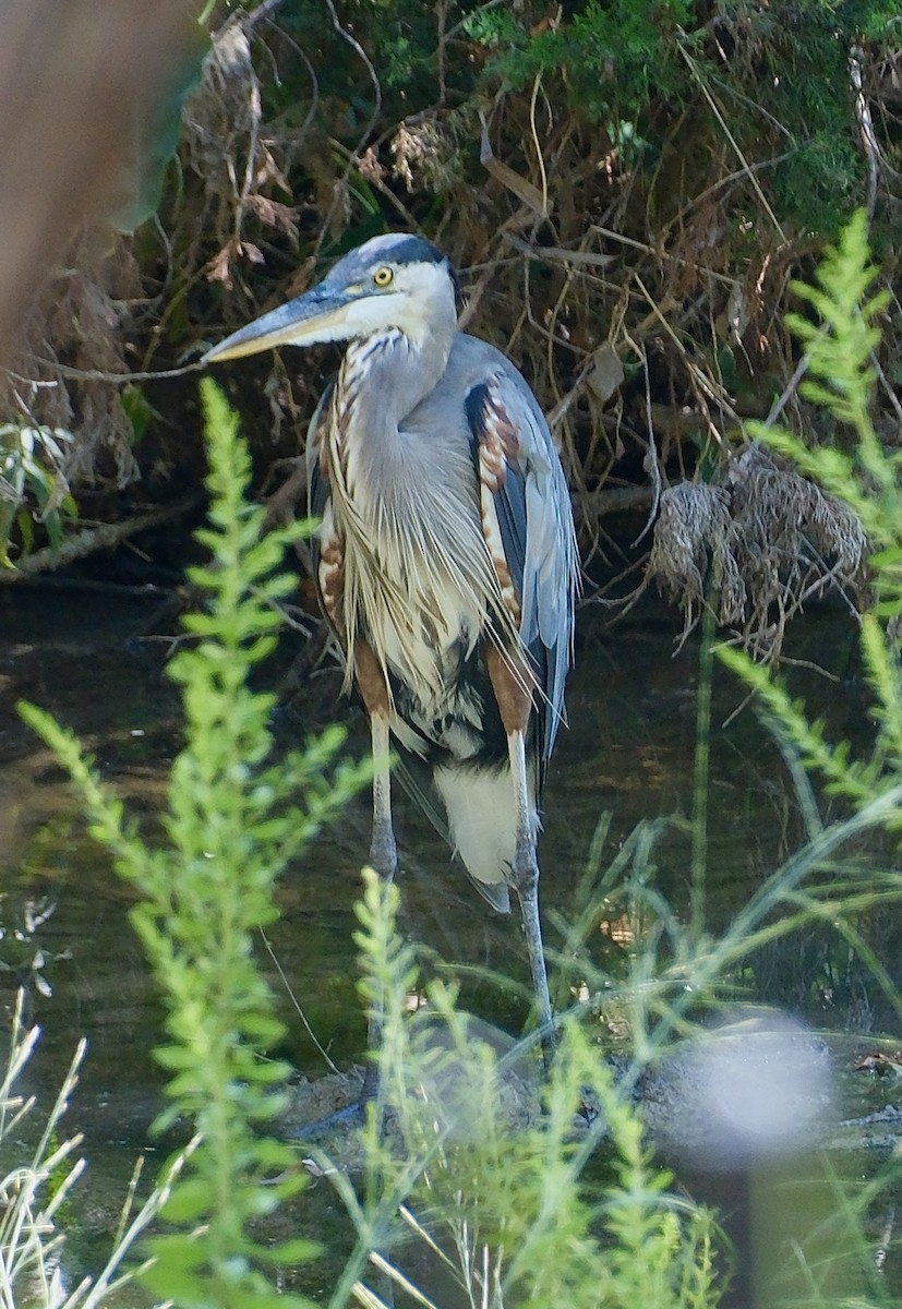 Great Blue Heron - ML622814584