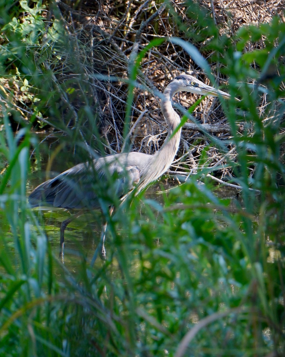 Great Blue Heron - ML622814594