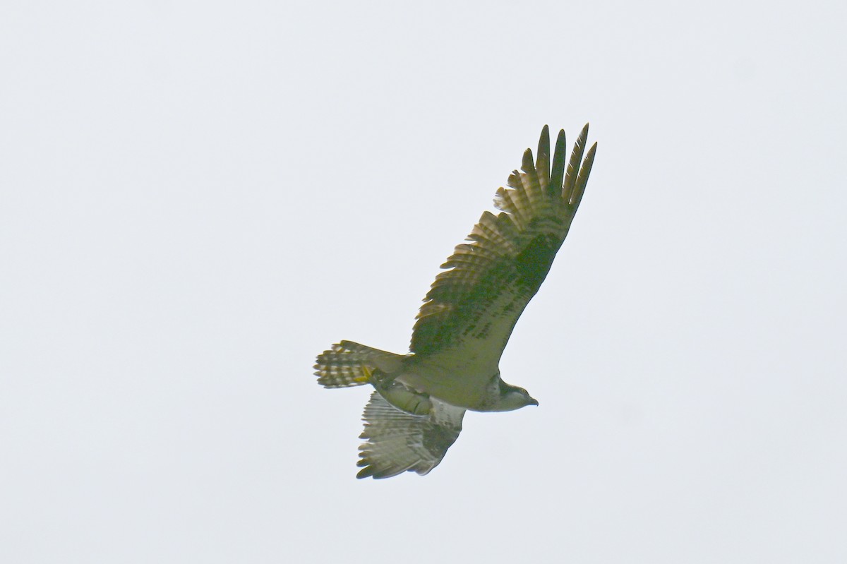 Águila Pescadora - ML622814611