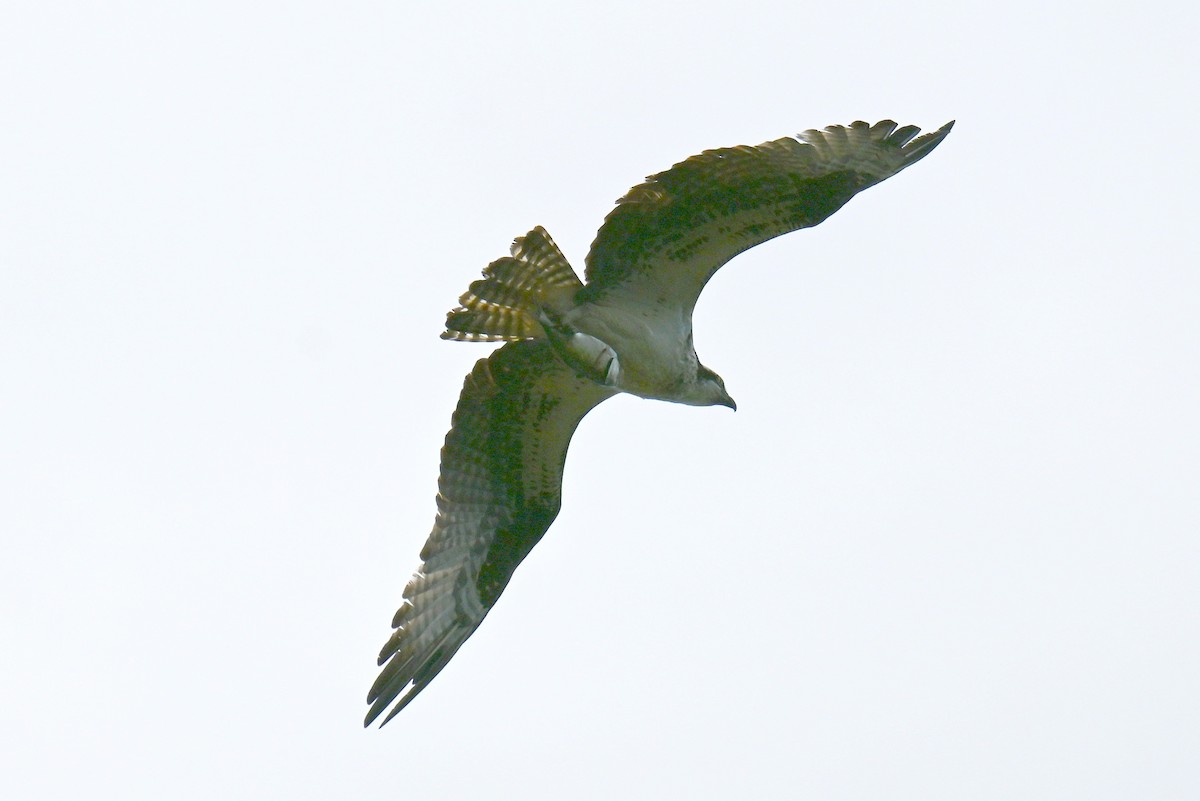 Águila Pescadora - ML622814613