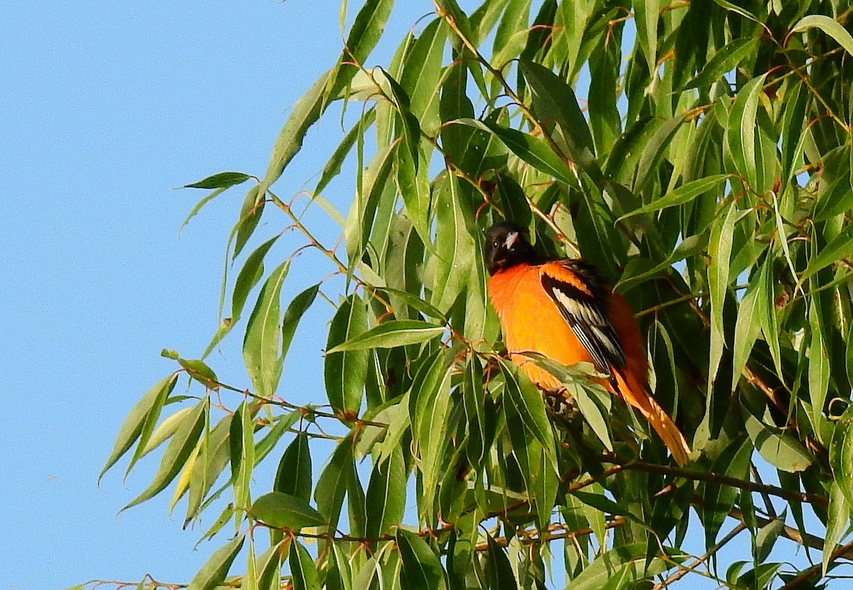 Oriole de Baltimore - ML622814625