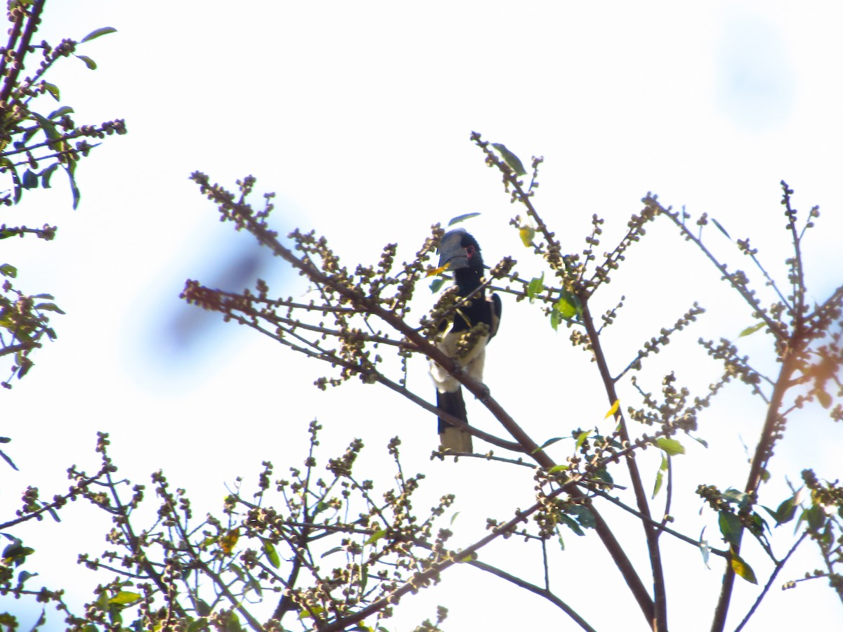 Trumpeter Hornbill - ML622814675