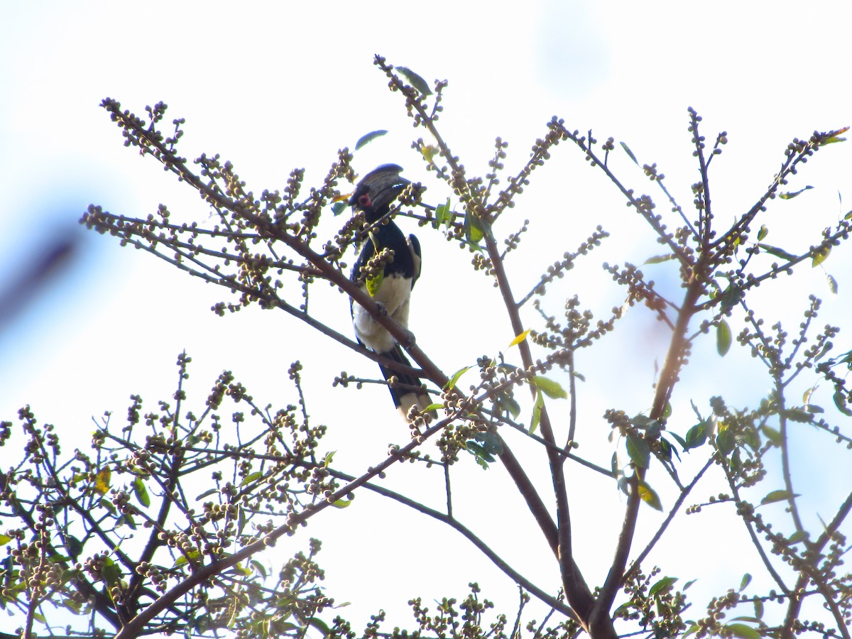 Trumpeter Hornbill - ML622814677