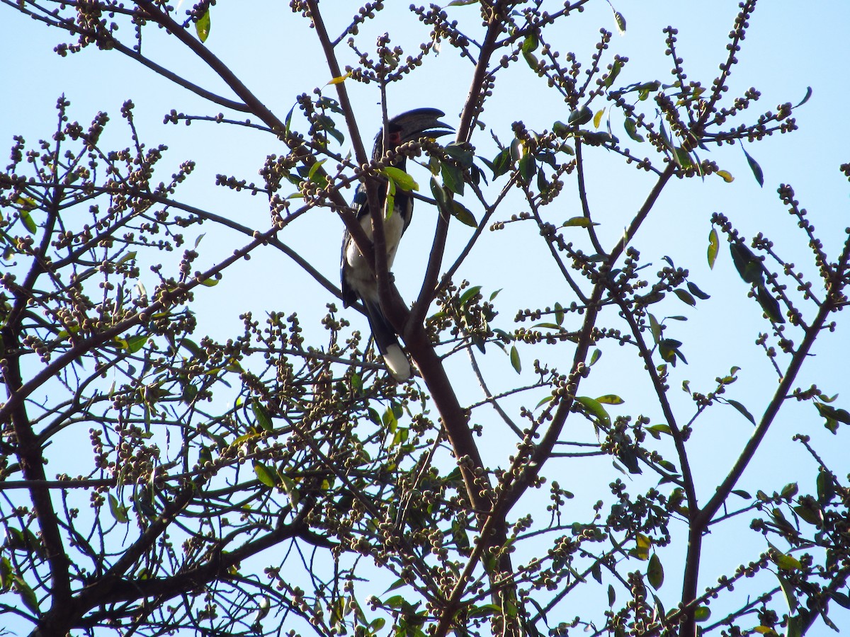 Trumpeter Hornbill - ML622814678