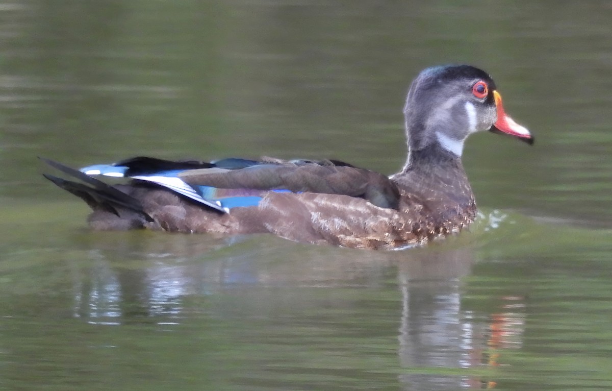 Wood Duck - Barbara Dye