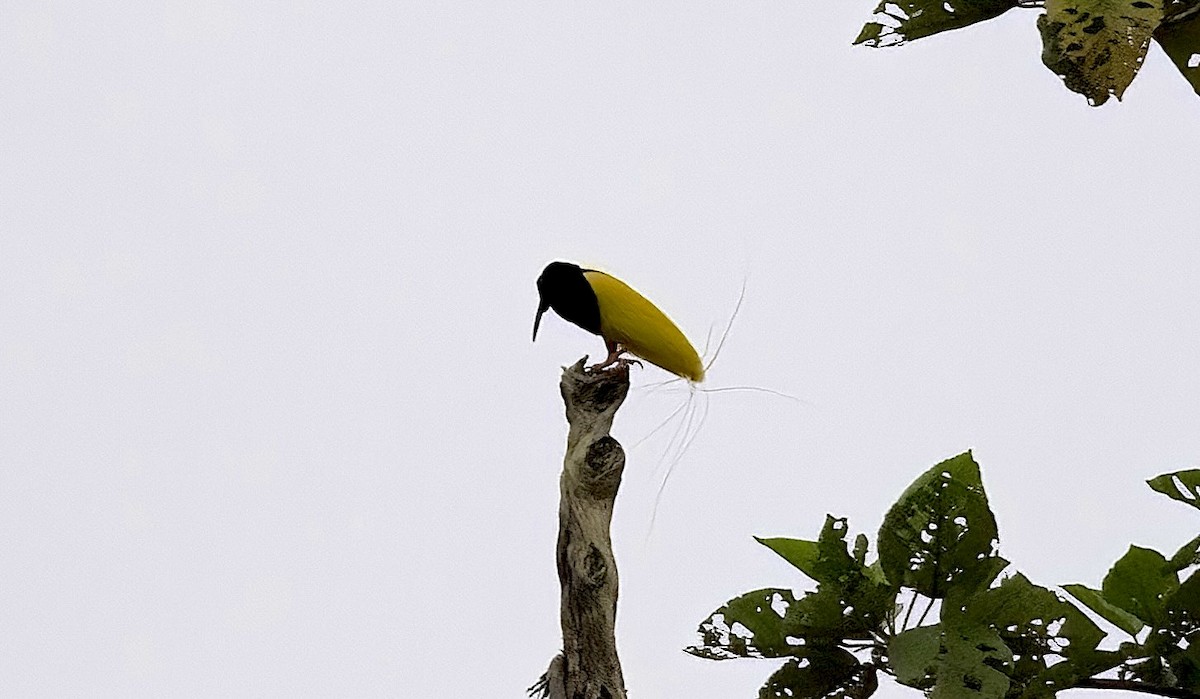 Twelve-wired Bird-of-Paradise - Mandy Talpas -Hawaii Bird Tours