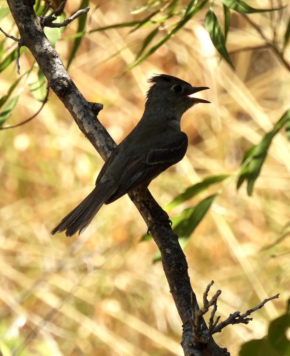 Least Flycatcher - Christopher Daniels