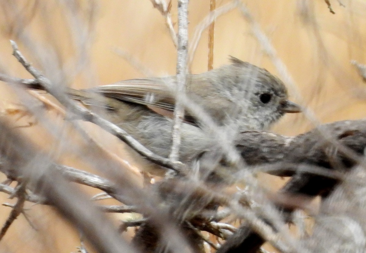 Oak Titmouse - ML622814929