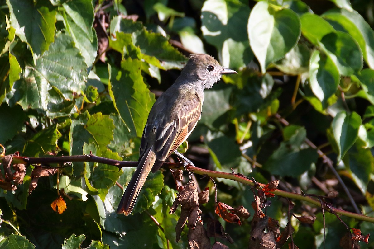 Great Crested Flycatcher - John Manger