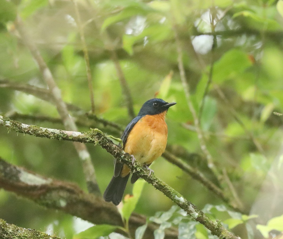 Sulawesi Blue Flycatcher - ML622814937