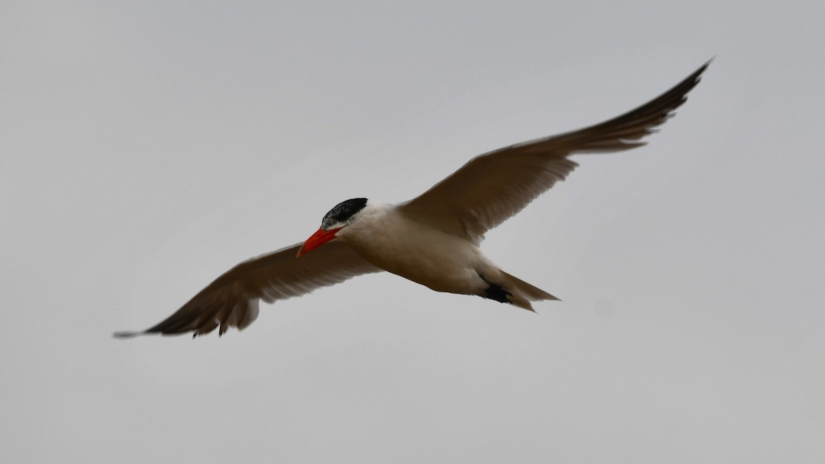 Caspian Tern - ML622814954