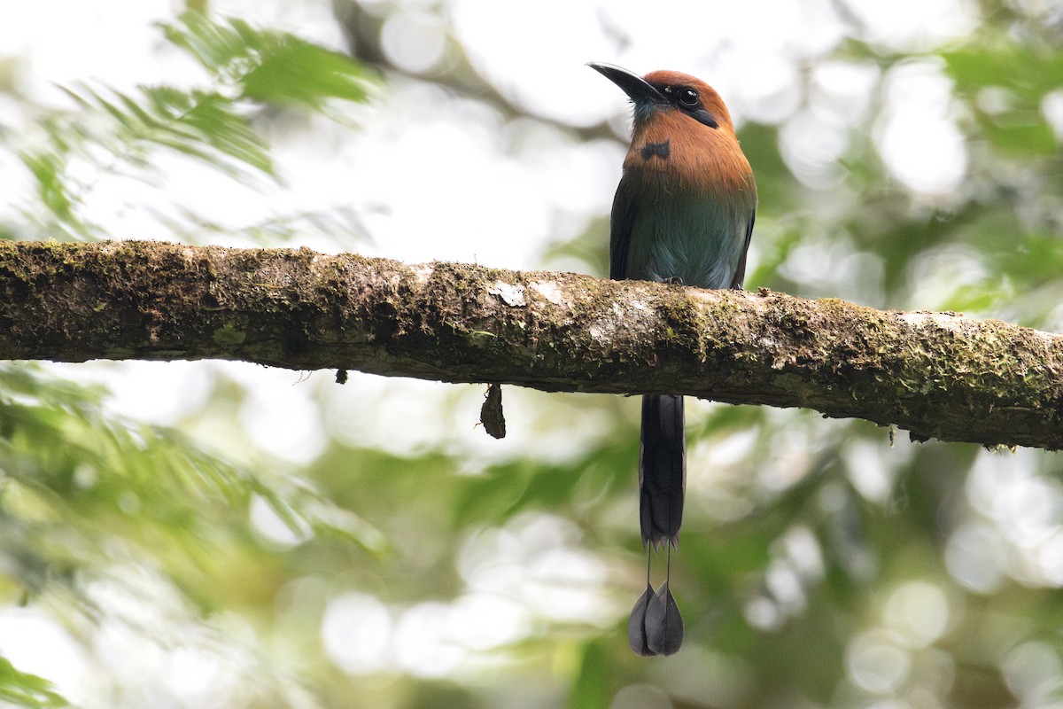 Broad-billed Motmot - ML622814976