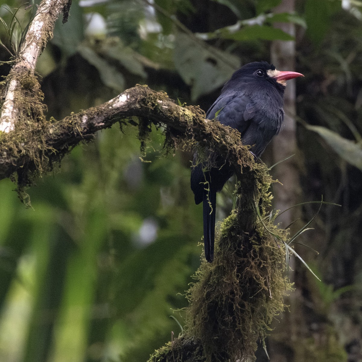 White-whiskered Puffbird - ML622814980