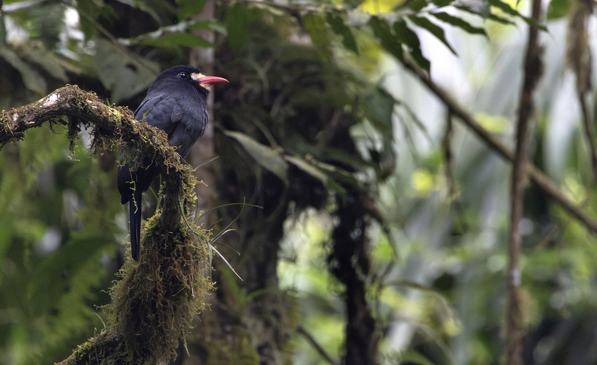 White-whiskered Puffbird - ML622814981