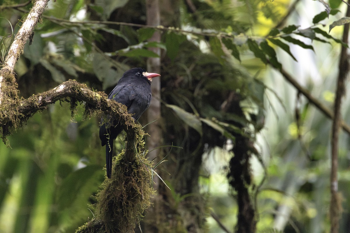 White-whiskered Puffbird - ML622814982