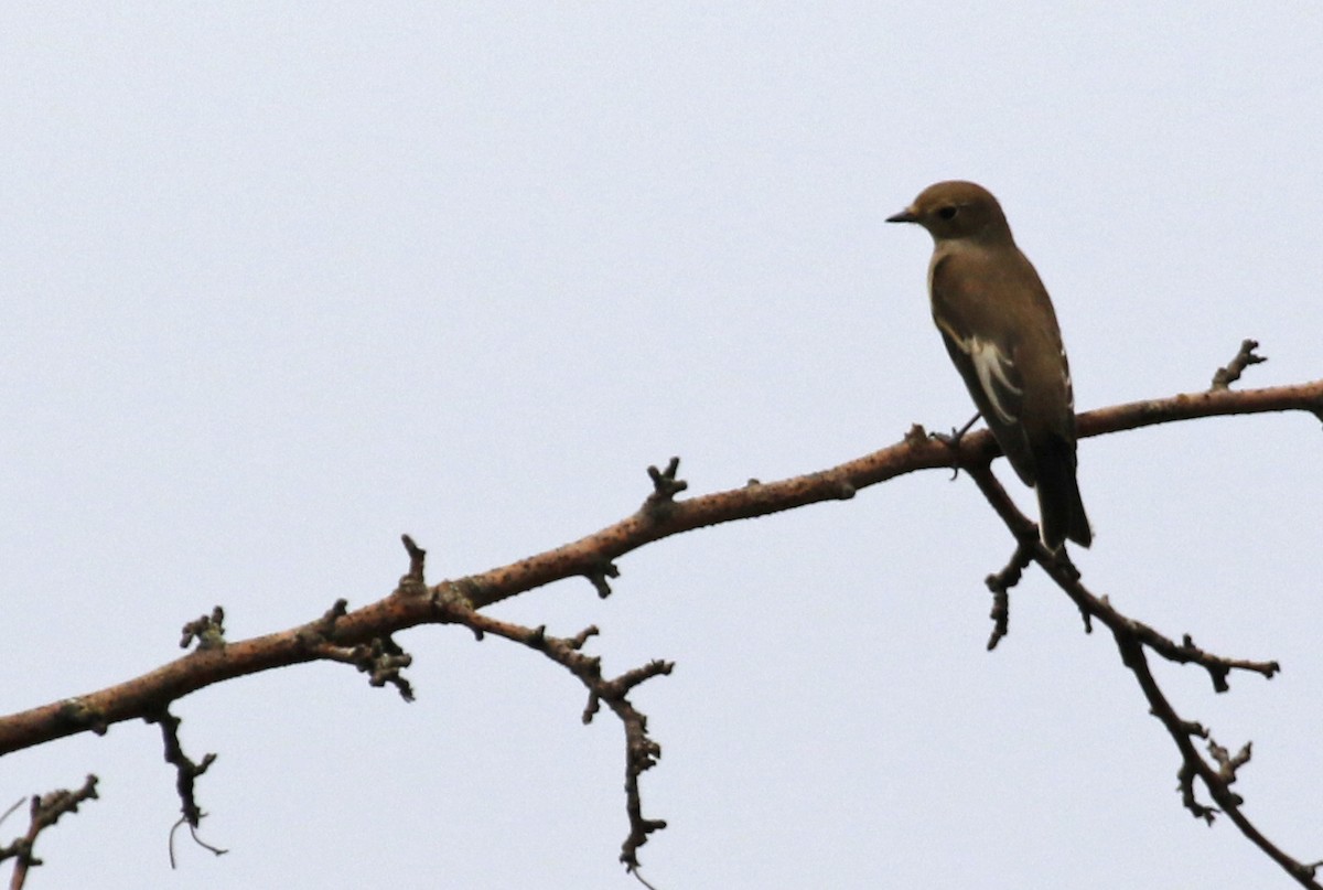 European Pied Flycatcher - ML622815085