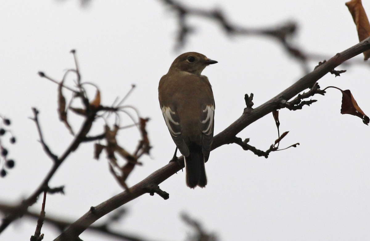 European Pied Flycatcher - ML622815086