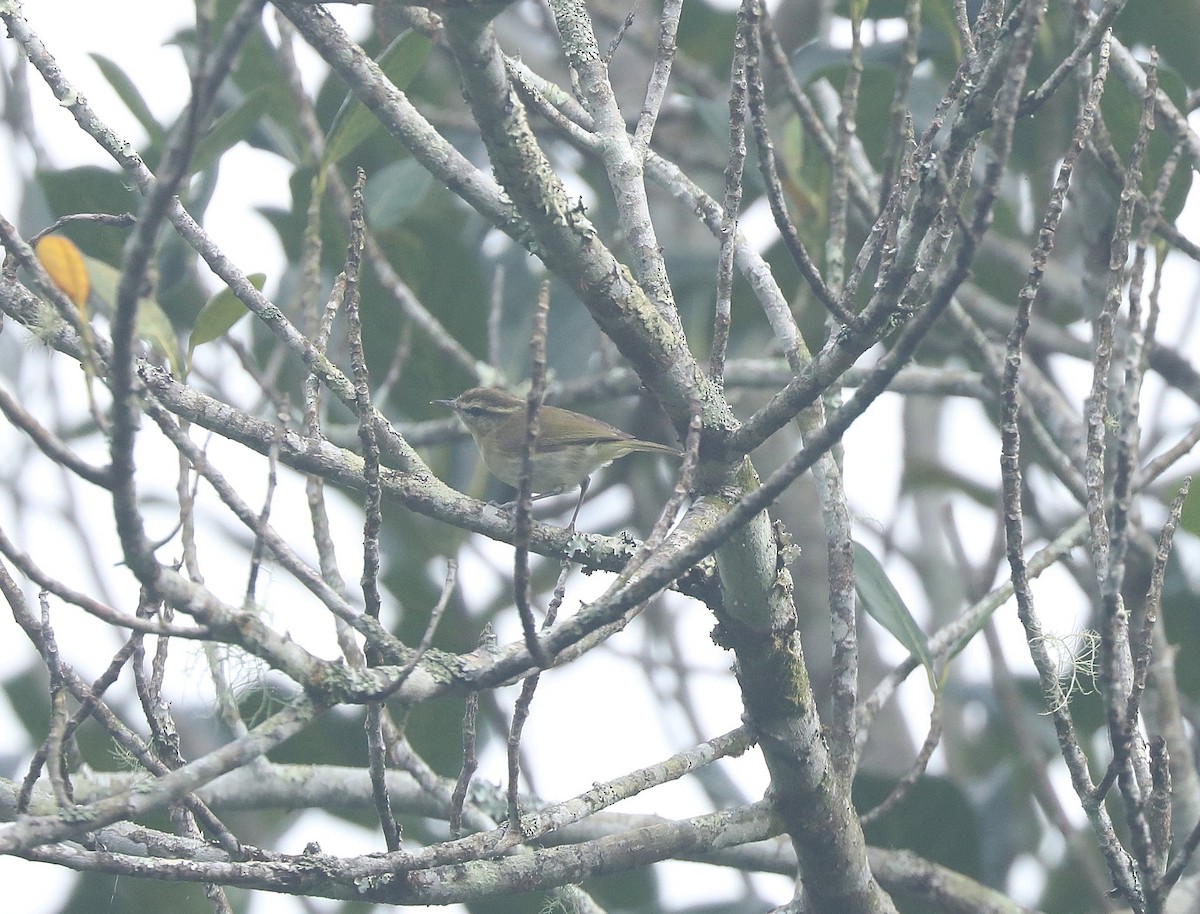 Lompobattang Leaf Warbler - ML622815134