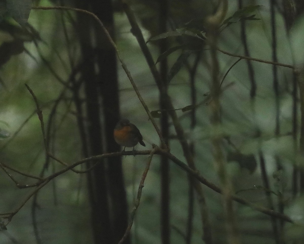 Lompobattang Flycatcher - Neil Osborne