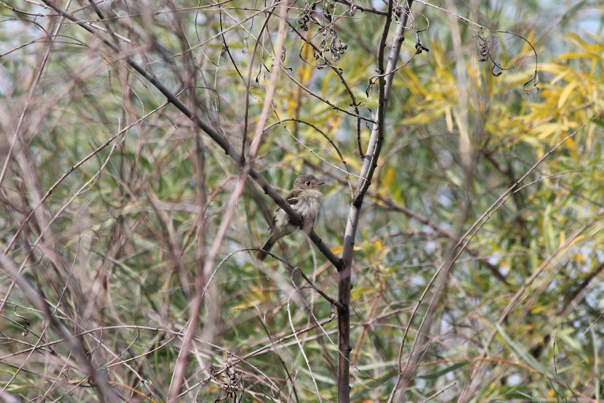 new world flycatcher sp. - Dargan Jaeger