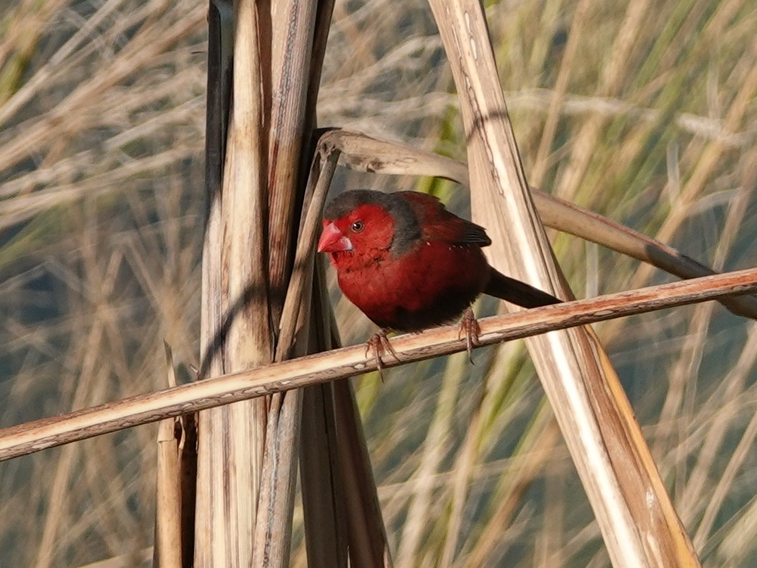 Crimson Finch - ML622815178