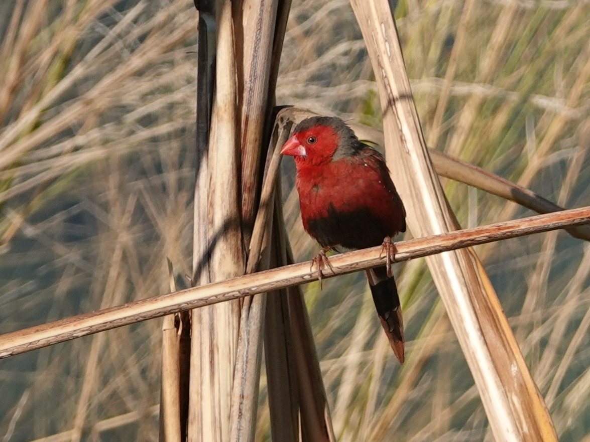 Crimson Finch - ML622815179