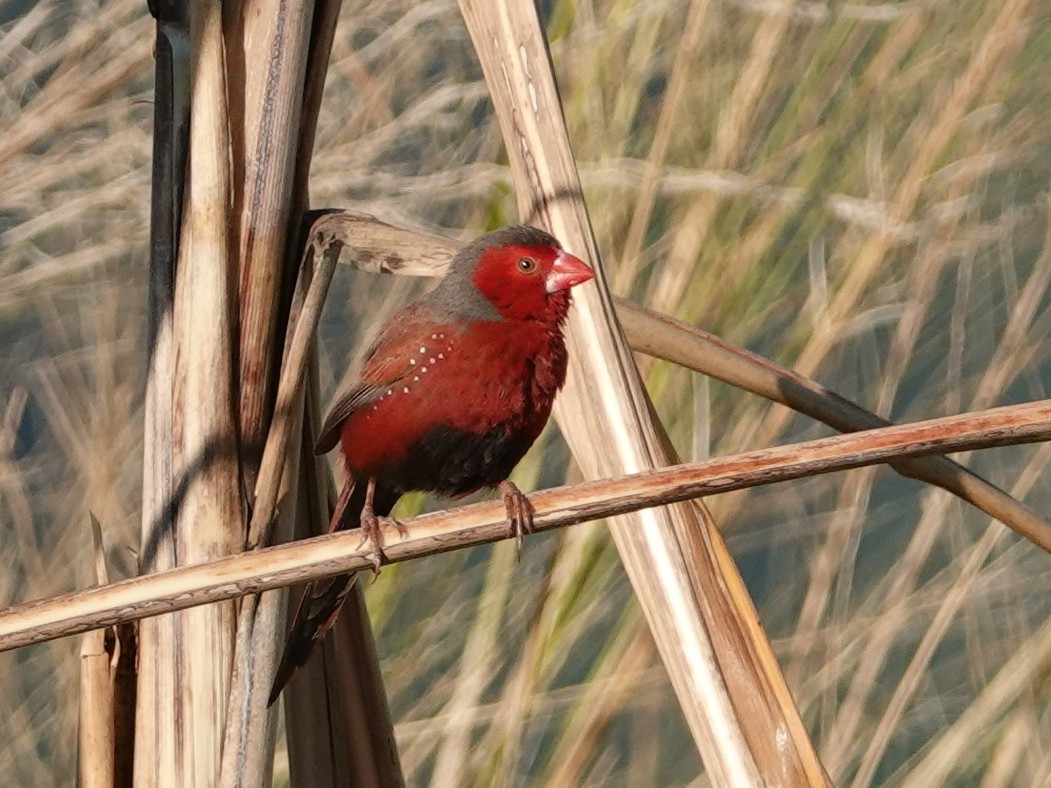 Crimson Finch - ML622815180