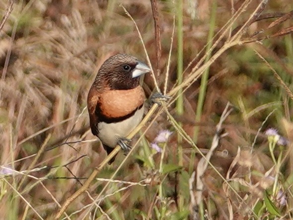 Chestnut-breasted Munia - ML622815231