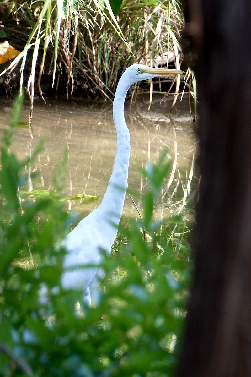 Great Egret - c wood